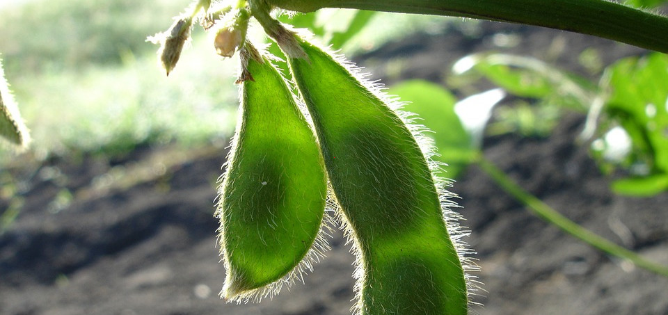 Khăn Sợi Đậu Nành SoyBean là gì?