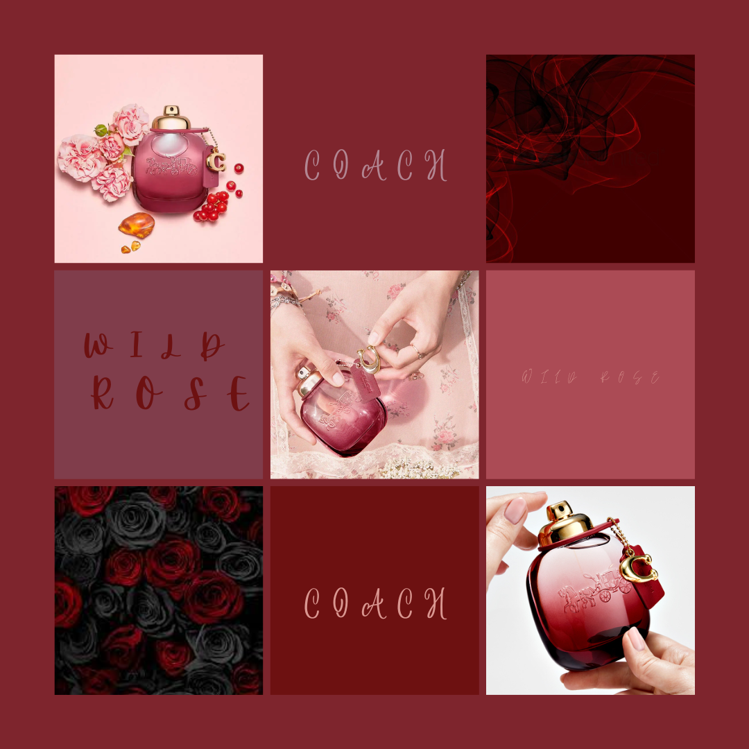 COACH WILD ROSE - ĐÓA HỒNG DẠI NGÁT HƯƠNG