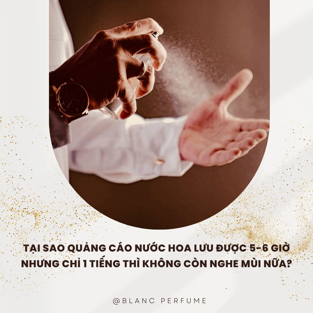Tại sao khi quảng cáo nước hoa lưu hương 5-6 tiếng nhưng chỉ 1 tiếng là không nghe mùi nữa?
