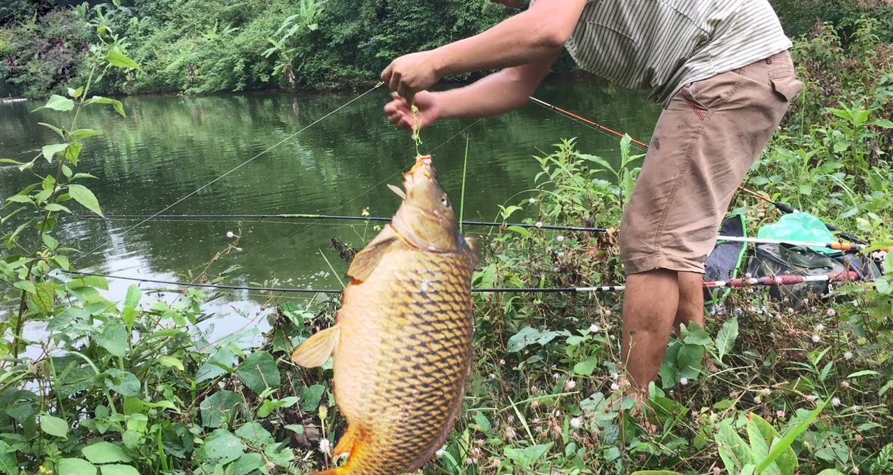 Linh Dương Fishing hướng dẫn cách câu cá chép cụ