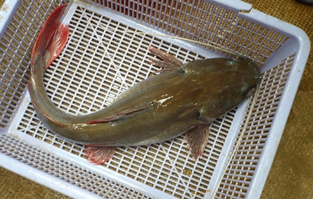 Hướng dẫn làm mồi câu cá lăng đuôi đỏ hiệu quả của Linh Dương Fishing