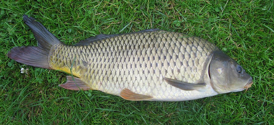 2019 Hướng dẫn chi tiết kỹ thuật câu cá chép nơi vùng ...