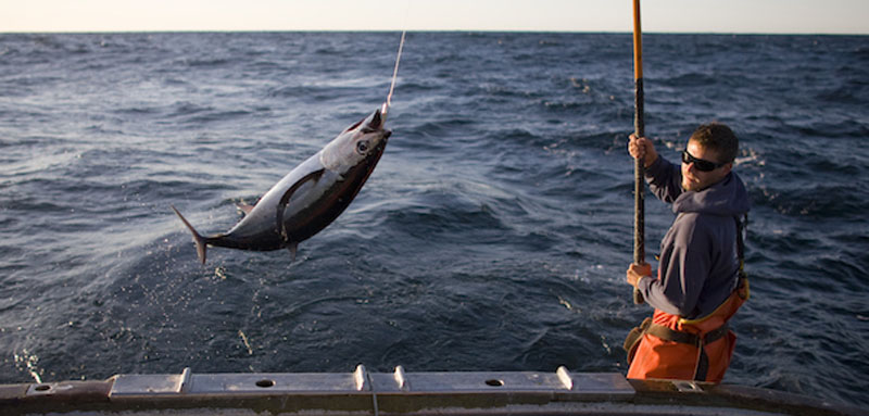 Mới] Chi Tiết Về Các Kỹ Thuật Câu Cá Ngừ Đại Dương Như Thế Nào? Đồ Câu Linh  Dương