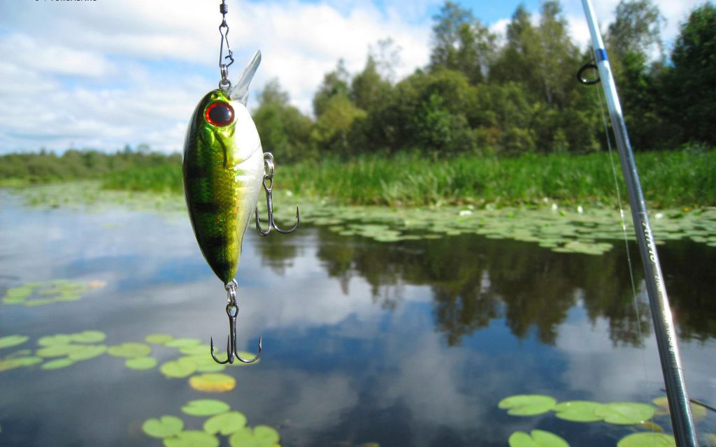 Câu Lure là gì? Hướng dẫn câu Lure