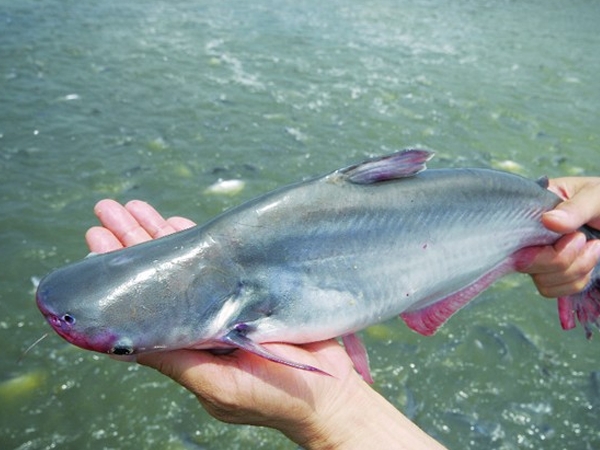 Hướng dẫn làm mồi câu cá tra sông đơn giản, nhạy, hiệu quả nhất Đồ câu Linh Dương Hướng Dẫn Làm Mồi Câu Cá Tra Sông Đơn Giản, Nhạy, Hiệu Quả Nhất Đồ Câu Linh Dương