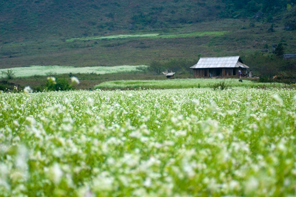 Hoa cải trắng bạt ngàn Mộc Châu