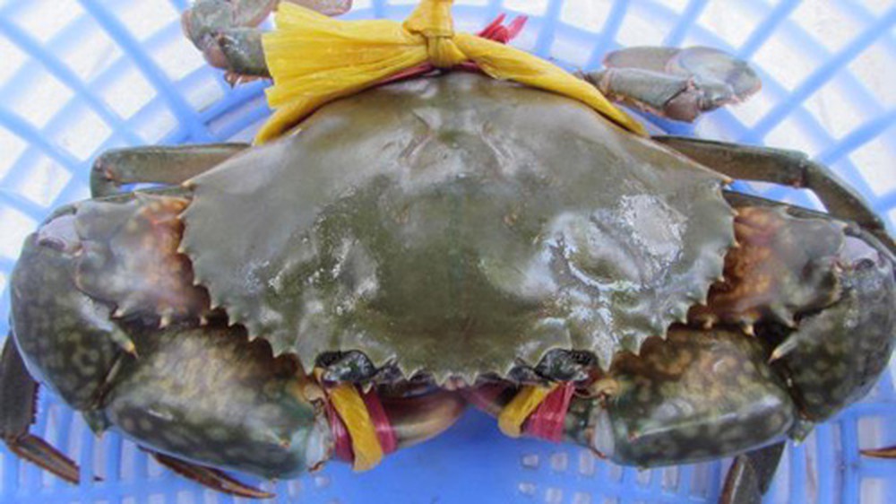 Những món ngon được chế biến từ Cua biển Cà Mau - Hải Sản Sống.VN Những Món Ngon Được Chế Biến Từ Cua Biển Cà Mau - Hải Sản Sống.Vn