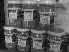 Nghịch lý muối tôm Tây Ninh : không muối - không tôm làm nên đặc sản