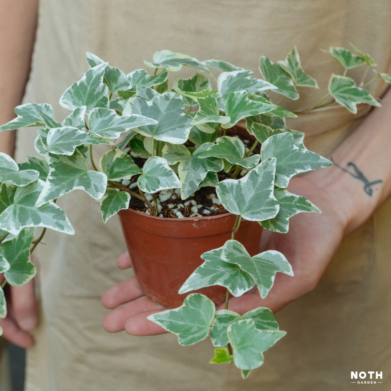 Cây Thường Xuân: Bí Quyết Trồng Và Chăm Sóc Để Mang Lại May Mắn Và Tài Lộc