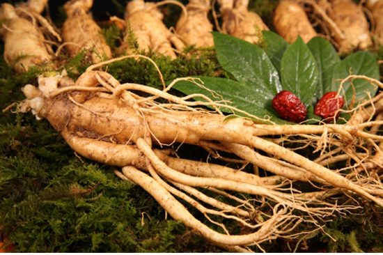 Trà nhân sâm - thức trà bổ dưỡng cho sức khỏe