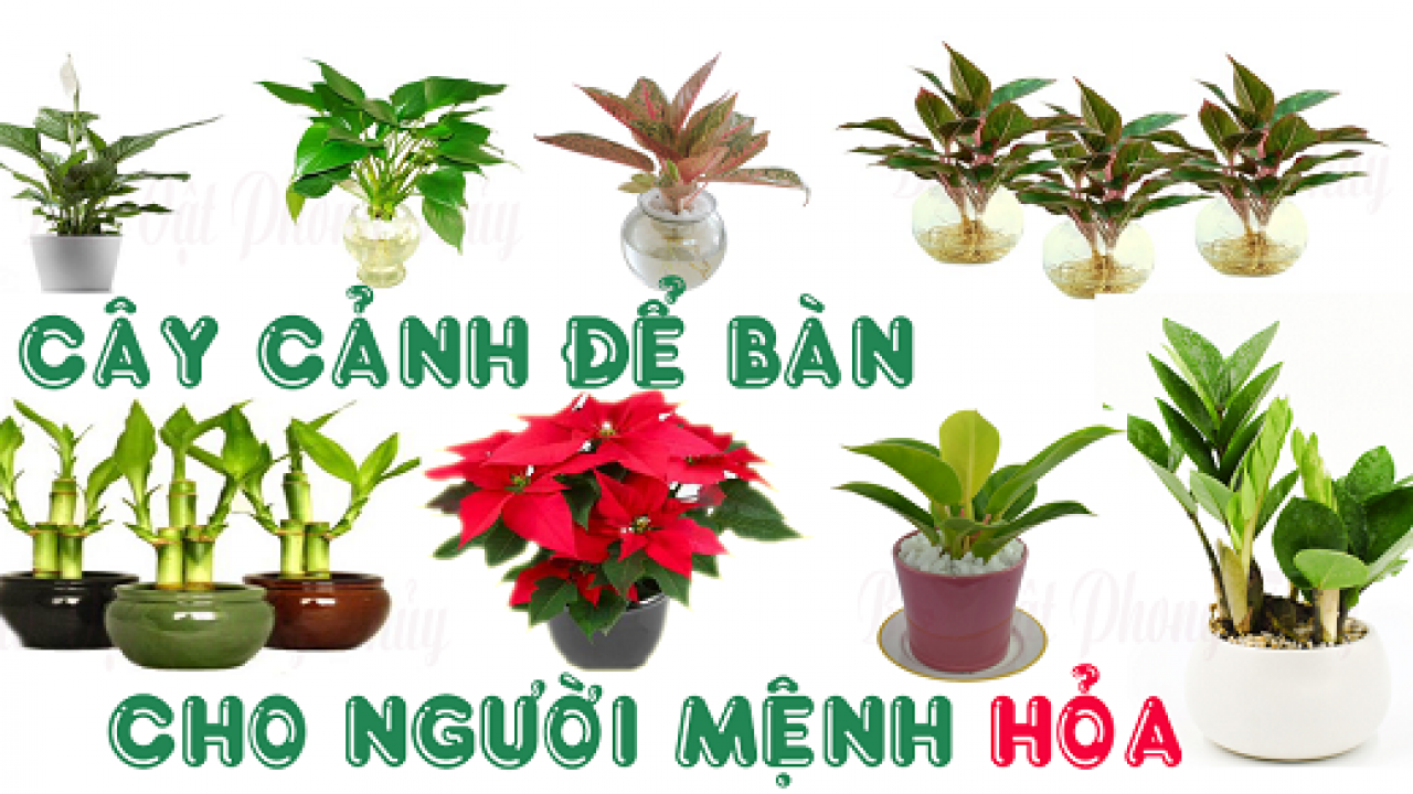 Người Mệnh Hỏa Nên Để Cây Gì trên Bàn Làm Việc