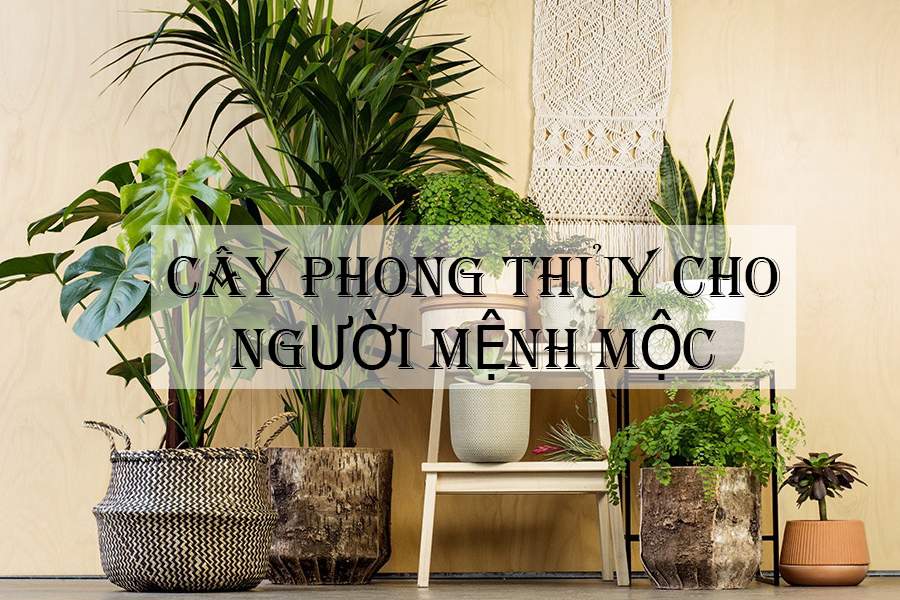 Người Mệnh Mộc Nên Để Cây Gì trên Bàn Làm Việc