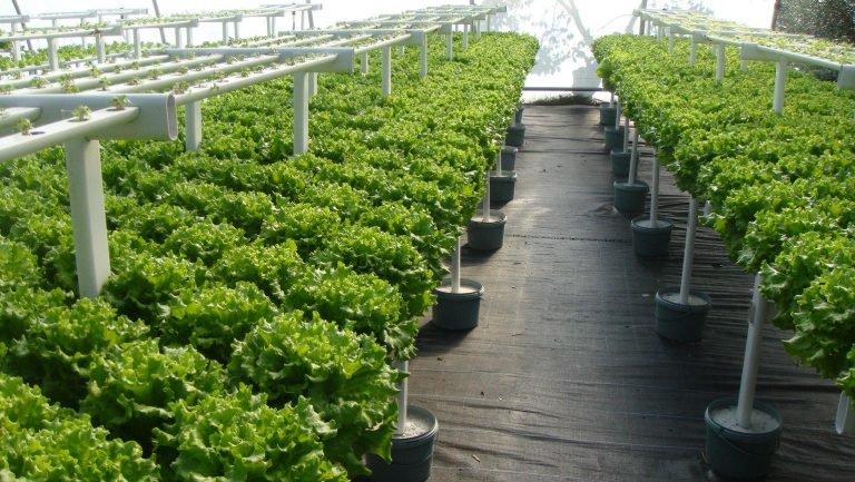 Ý Tưởng Thiết Kế Trồng Rau Trên Sân Thượng Cho Ngôi Nhà Của Bạn