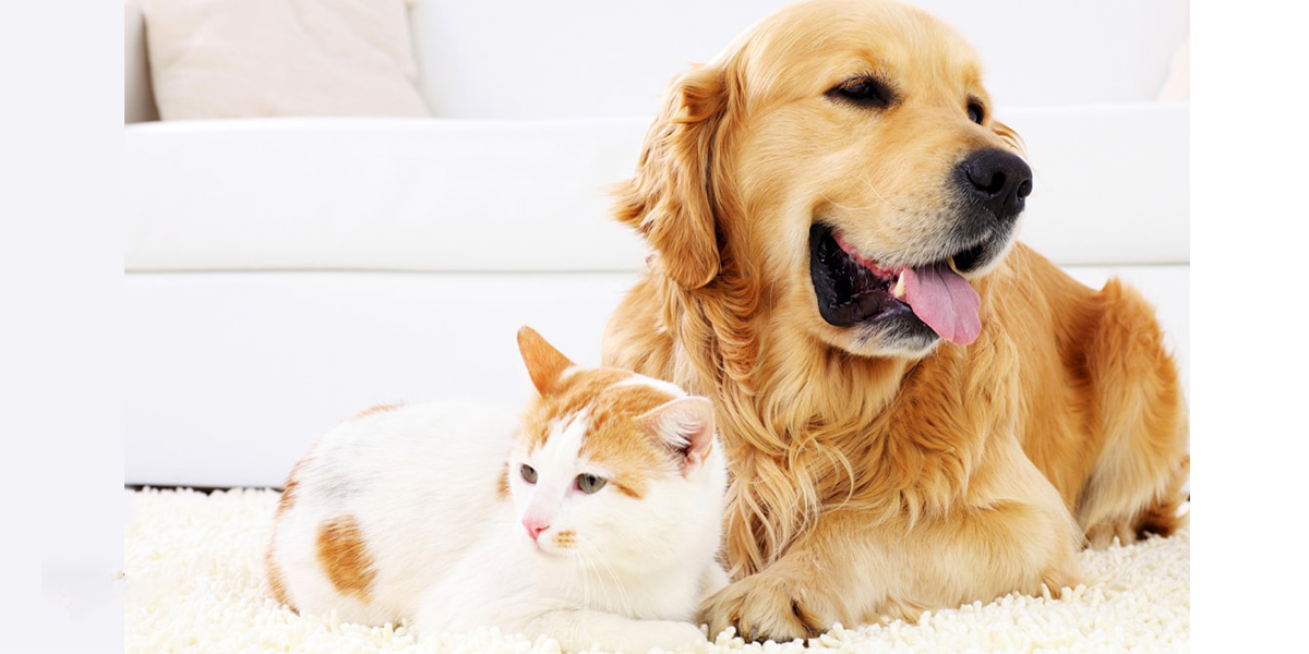 Robot hút bụi Neato Botvac D6 Connected 28 anh cho min jpg a69cbf1d e4fc 4224 87fb 4d724735df1f