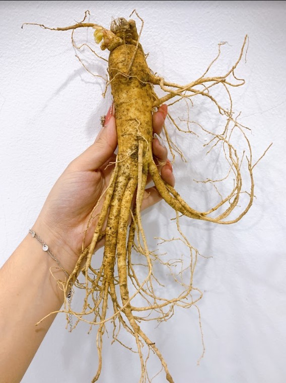 Nhân sâm - Vị thuốc Nhân sâm - Vị thuốc