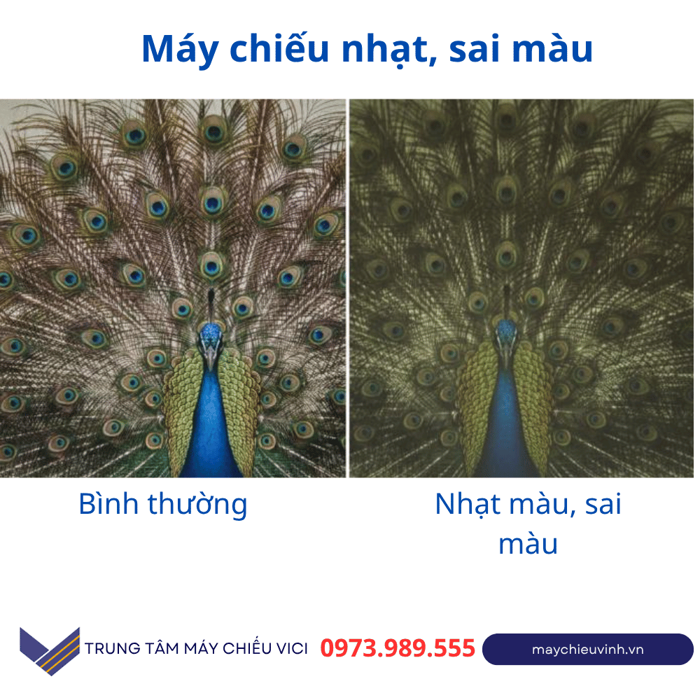 Máy chiếu bị mờ, báo lỗi Lamp hay tự tắt? Nguyên nhân & cách khắc phục chi tiết