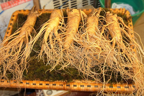Cuộc chiến nhân sâm Trung - Hàn tại thị trường Việt Nam