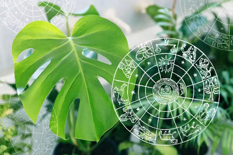 THE HOUSE PLANT BASED ON YOUR ZODIAC SIGN