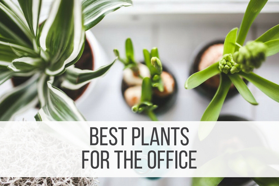 08 Best Plants for The Office Decoration.