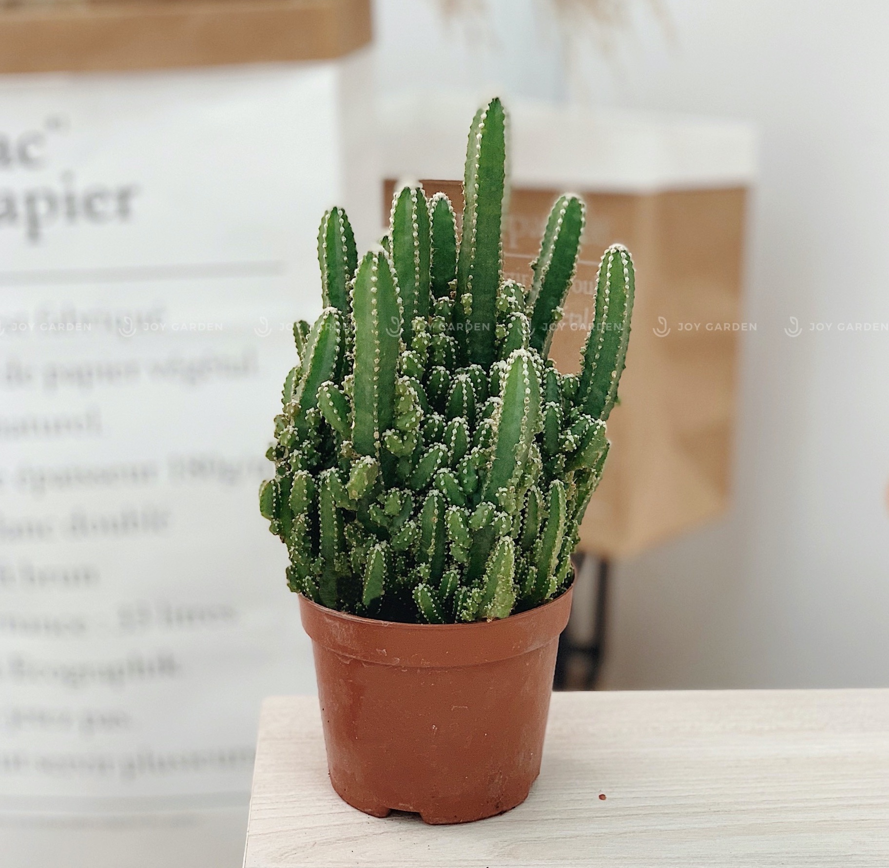 Xr Thanh Sơn Lớn [Large Fairy Castle Cactus In Nursery Pot] Joy Garden