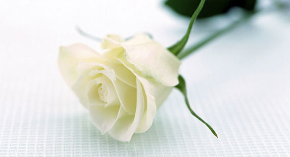 Ý nghĩa hoa hồng trong ngày kỷ niệm, ngày lễ tình nhân