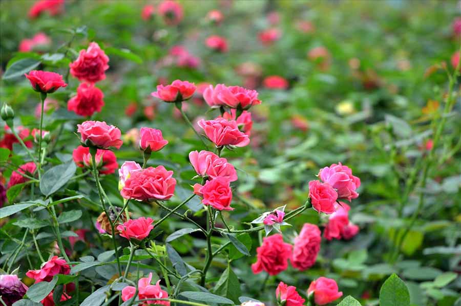 Cách chăm sóc hoa hồng tỉ muội phát triển tốt, sai hoa đẹp
