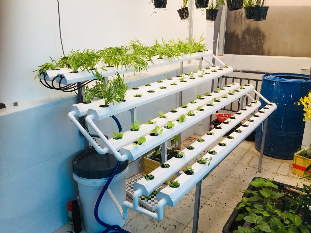 Kỹ thuật kèm cách trồng rau thủy canh tại nhà đơn giản, dễ làm