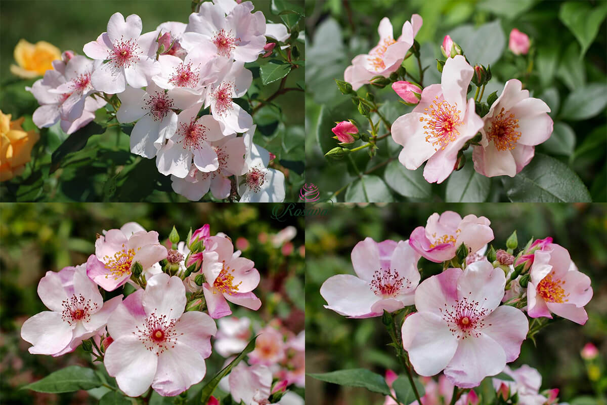 Hoa hồng leo Friendship of Strangers Rose Hoa hồng leo Friendship of Strangers Rose