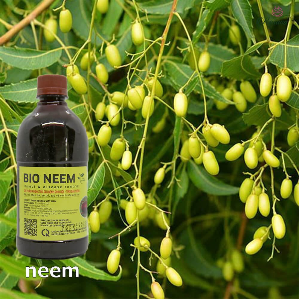 Bio Neem - Hoa hồng bị trĩ thì phun thuốc gì?