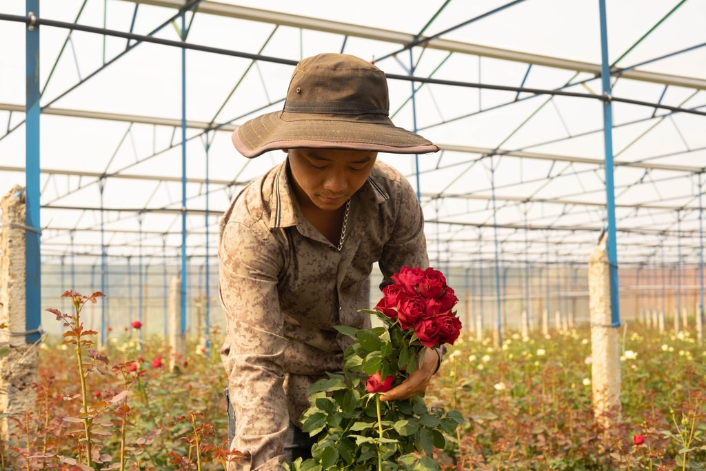 cách chăm sóc hoa hồng mùa hè