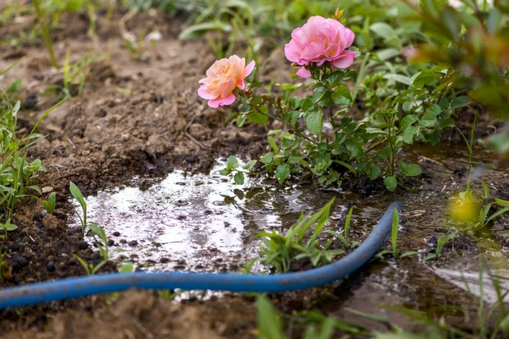 cách chăm sóc hoa hồng mùa hè