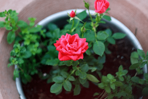 cách chăm sóc hoa hồng mùa mưa