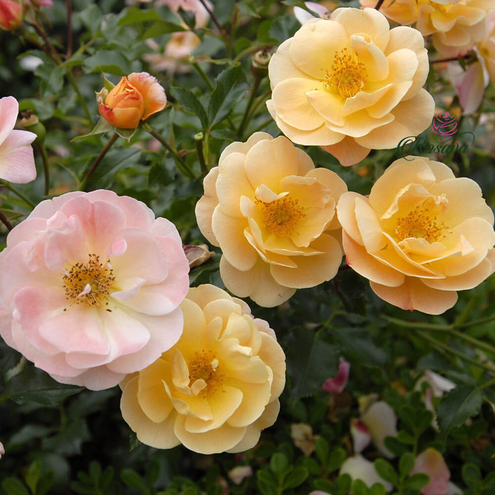 Flower Carpet Amber