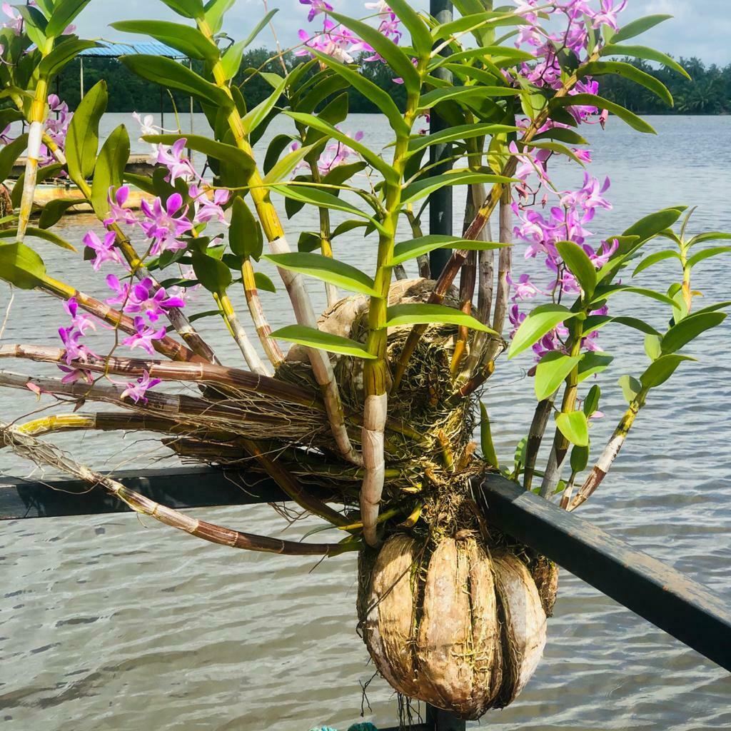 giá thể trồng lan hồ điệp