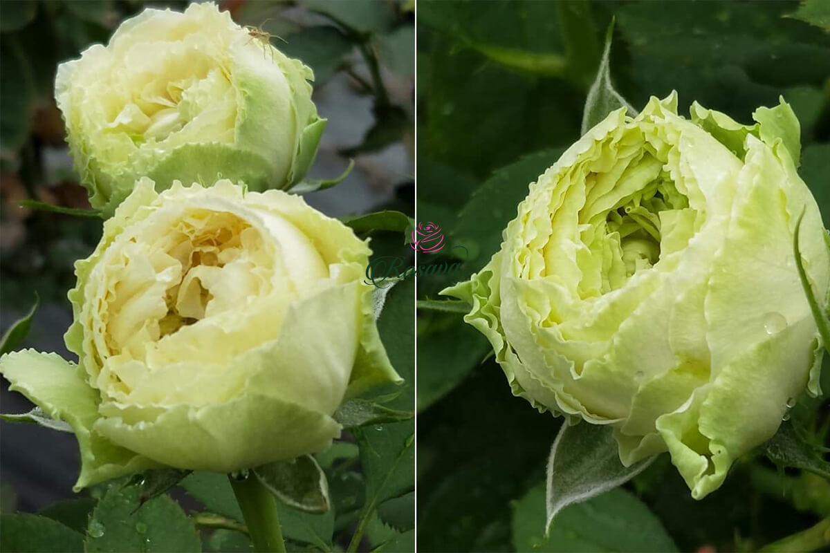 hoa hồng Green Romantica