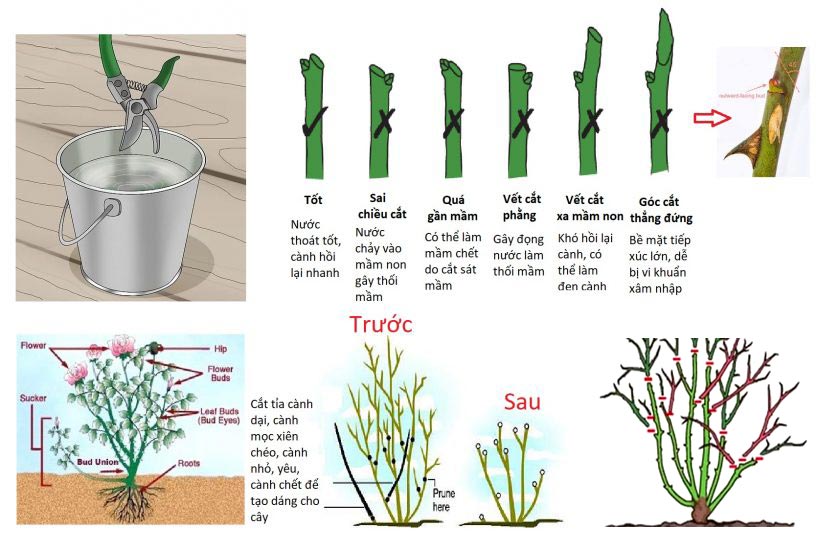 Nguyên tắc cắt tỉa cây