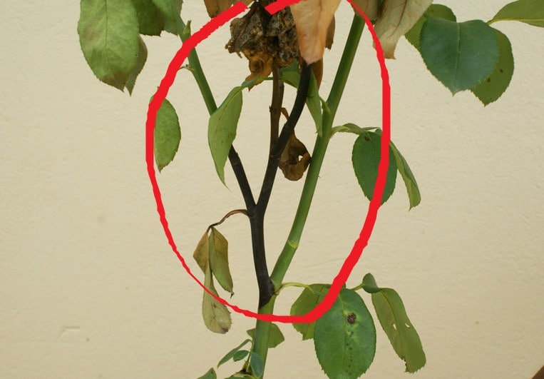 Dấu hiệu nhận biết bệnh khô cành hoa hồng