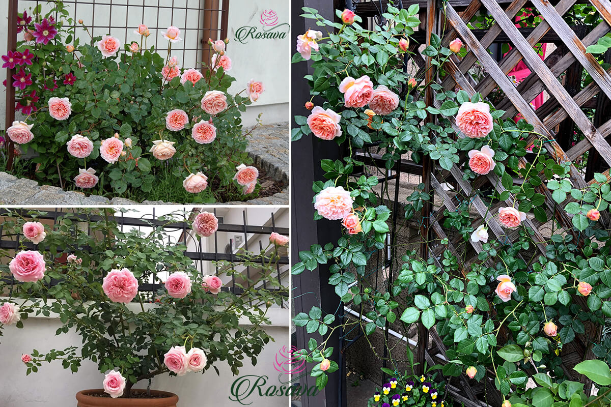 cây hoa hồng abraham darby