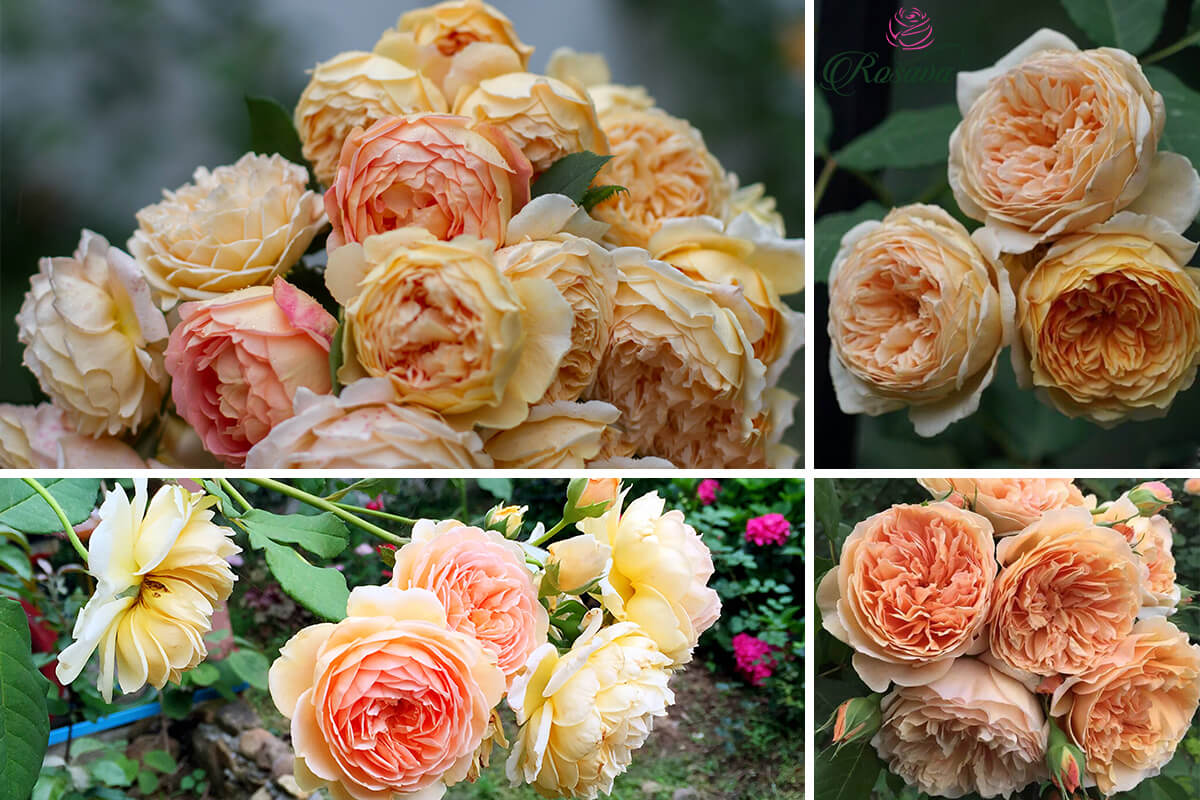 Hoa hồng leo Crown Princess Margareta Rose HienGaren