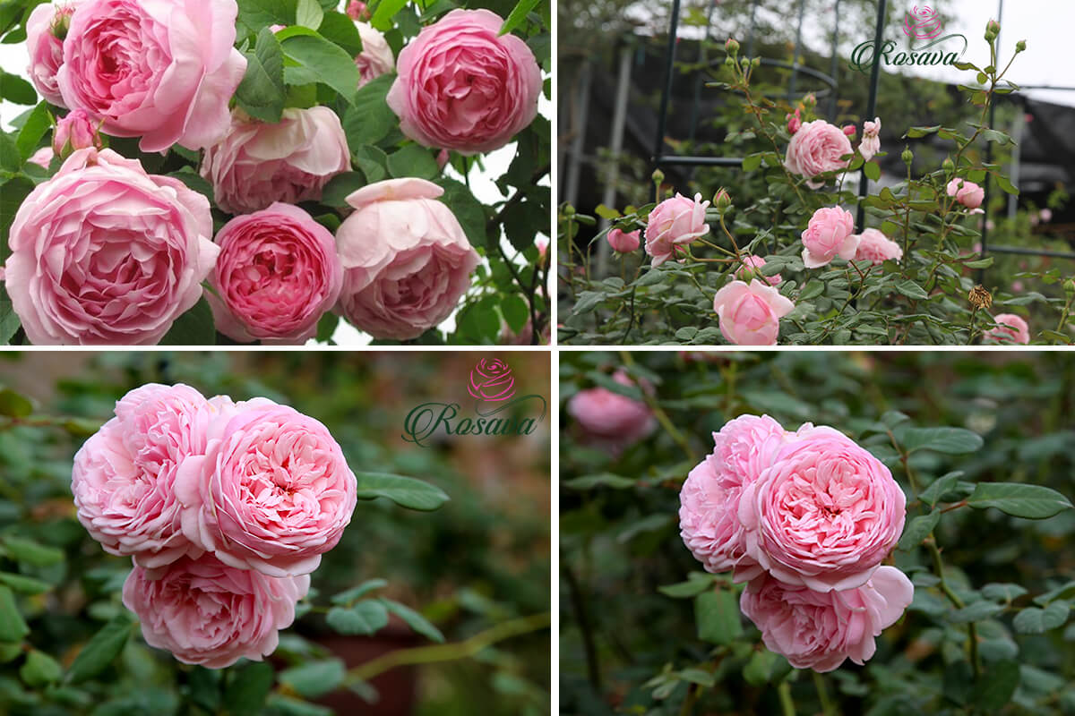 Mua Hoa Hồng Leo Anh St Ethelburga ở đau Uy Tin Chất Lượng Gia Tốt