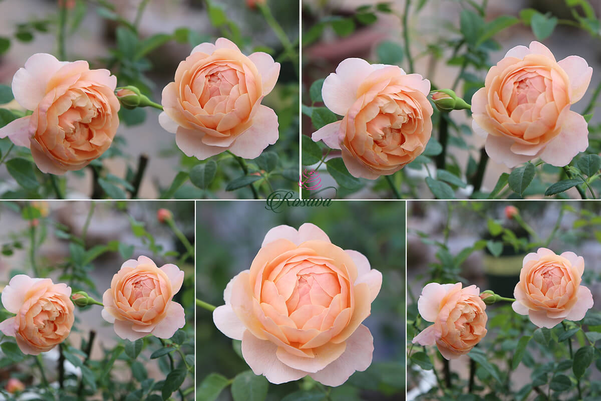 Ban Hoa Hồng Leo Nhật Peter Paul Rubens Rose Thơm 4 Mua Gia Tốt Nhất