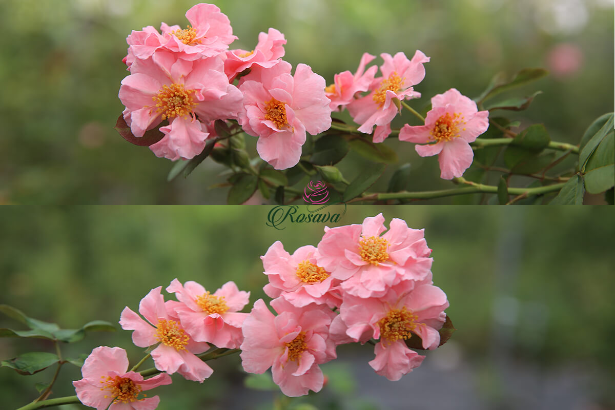 Mua Ban Hoa Hồng Leo Phap Claire Martin Rose Chum đẹp ở đau Gia Tốt