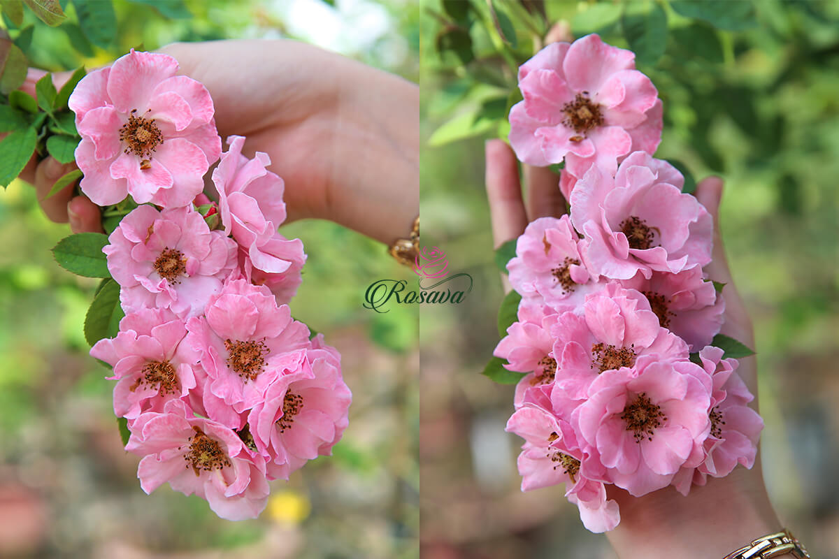 Mua Ban Hoa Hồng Leo Phap Claire Martin Rose Chum đẹp ở đau Gia Tốt