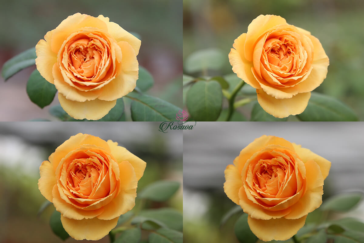 Giá Mua Hoa Hồng Leo Pháp Salmanasar Rose Sai Hoa, Khỏe Đẹp Bao Nhiêu