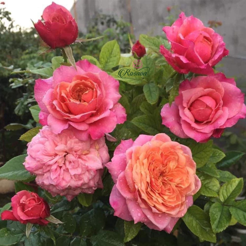 hoa hồng Miyabi
