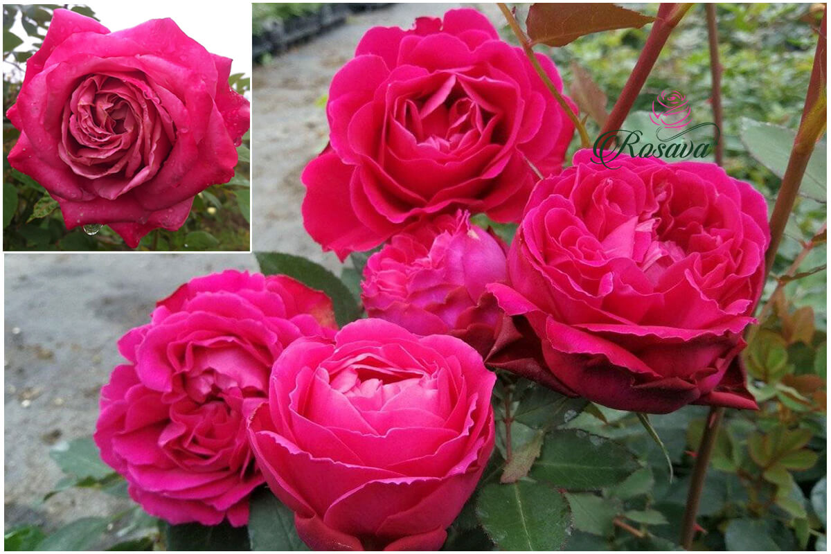 Hoa hồng ngoại All For Love rose