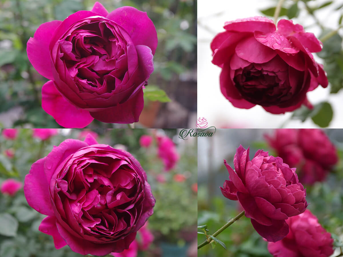 hoa hồng autumn rouge rose
