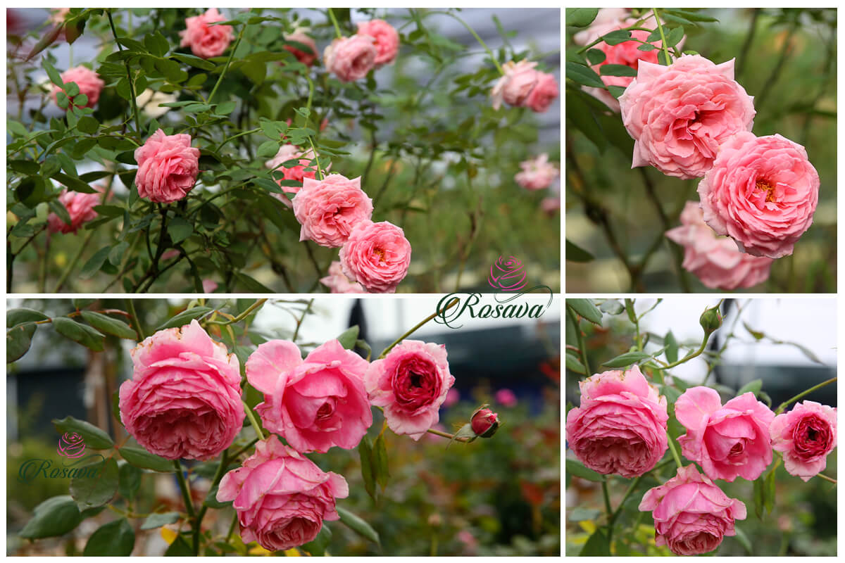 hoa hồng Lady Heirloom