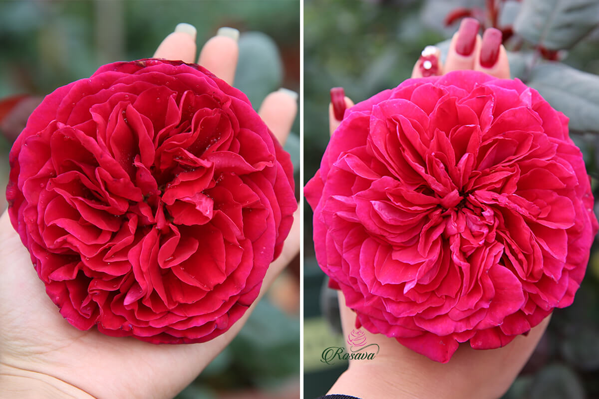 hoa hồng ngoại rouge royal