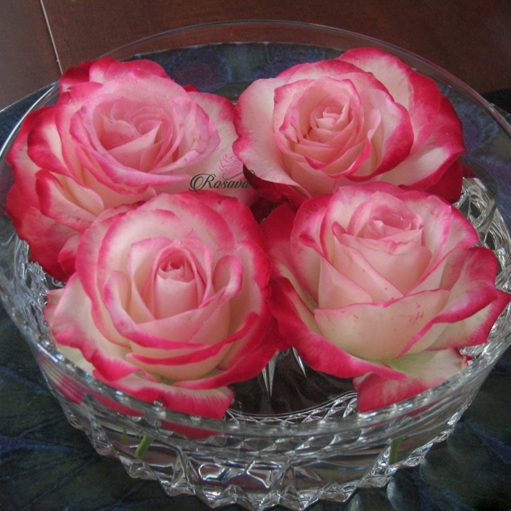 Hoa hồng ngoại Cherry Parfait